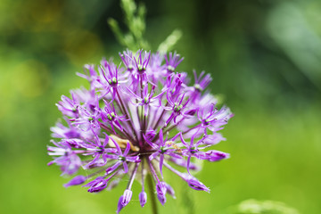 Globe thistle in flower bed - blur