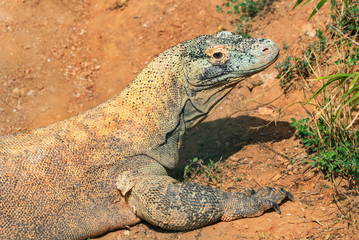 Komodo dragon head closeup
