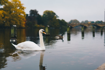 Fototapeta na wymiar Swan in Hyde Park London