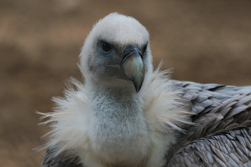 Vautour fauve