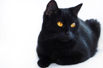 Black cat. Very beautiful cat.