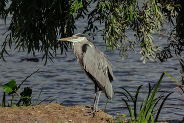 Graureiher am Ufer