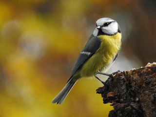 close-up of a blue tit