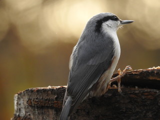  Eurasian nuthatch