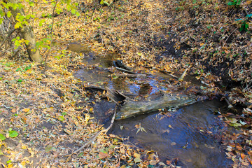 Stream in autumn forest