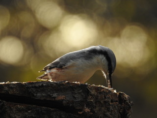 Eurasian nuthatch