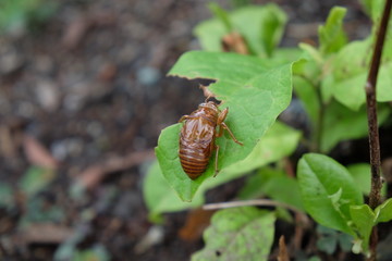 セミの抜け殻