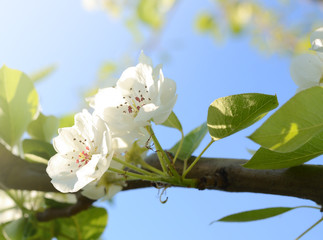 Apple blossoms in the garden under bright sunlight. Spring floral background