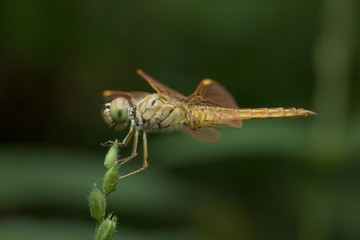 Dragonfly in Thailand and Southeast Asia.