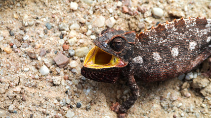 Portrait of the hunting Chameleon, Namib desert, Namibia