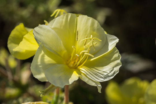 Cross shape stigma of a yellow  Oenothera flower