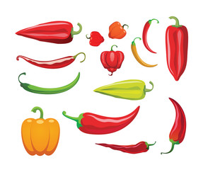Hot peppers. Different sorts of hot peppers in all colors, shapes and sizes. Chili. Vector illustration.
