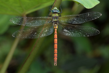 Dragonfly in Thailand and Southeast Asia.