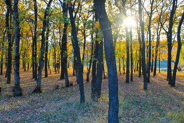 Fototapeta premium Oak forest on autumn