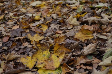 Gold gelbe Herbstblätter mit welken Blättern als Hintergrung