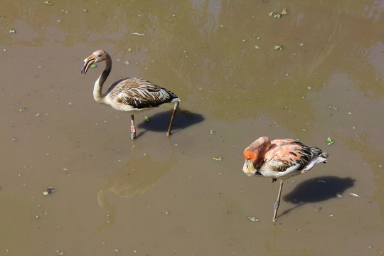 Oiseaux du zoo de Martinique