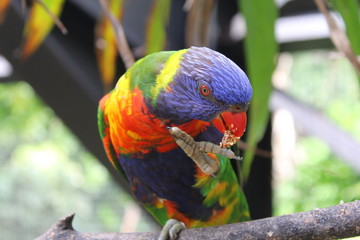 Oiseau du zoo de Martinique