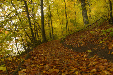 Naklejka premium automnal way