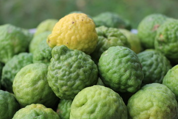 Green bergamot with out leave from the farm