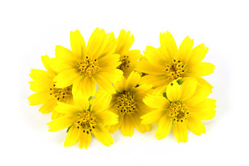 Yellow flowers and white background