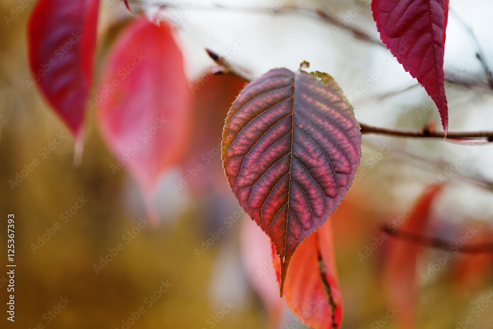 Canvas Prints red autumn leaf closeup. october park scene with tree branch. soft focus. shallow depth of field pho