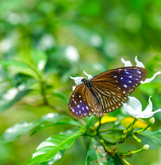 Brown color butterfly