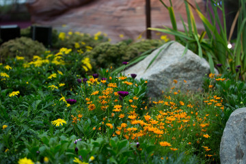 Flower-Garden By The Bay