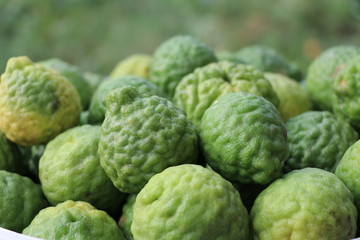 Green bergamot with out leave from the farm
