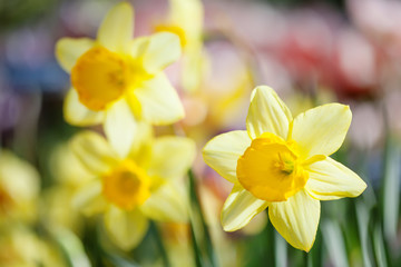 Narcissus flowers against sunlight. Yellow petals flower macro view, shallow depth of field. soft and blurry background. spring season scene. Soft focus