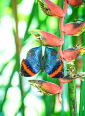 Leaf Butterfly with wings open