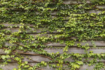 Ivy on the old house, Green leaves on the old wooden wall