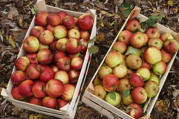 Fresh organic apples