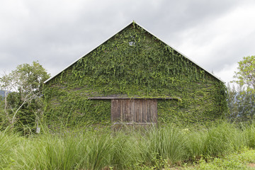 Ivy on the old house, Green leaves on the old wooden house