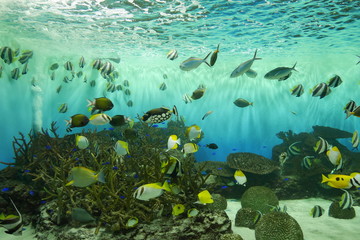 Fototapeta na wymiar Many fish underwater 