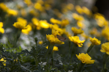 黄色い花畑