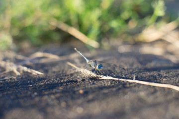 Diplacodes trivialis male dragonfly infect with parasitic water mite at evening yellow...