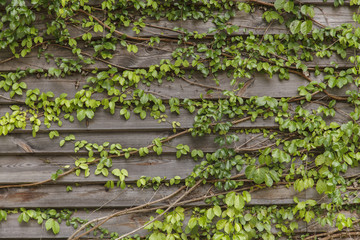 Ivy on the old house, Green leaves on the old wooden wall