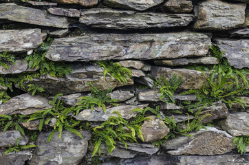 Dry stone wall with young ferns growing amongst the stones