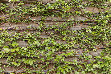 Ivy on the old house, Green leaves on the old wooden wall