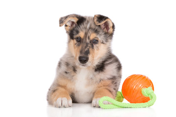mixed breed puppy posing with a toy