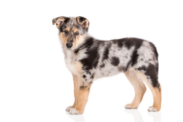 adorable mixed breed puppy standing on white