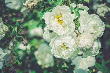 Summer White Roses Retro