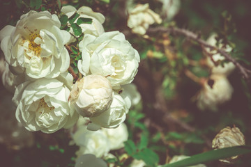 Summer White Roses Retro