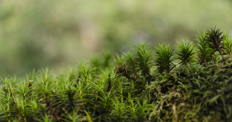 Moss forest