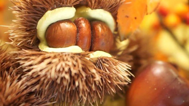 Raw chestnut in spiky skin, Autumn seasonal fruit