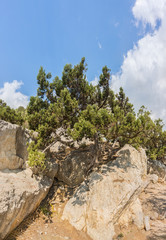 Fototapeta na wymiar Pine grows on the rocks