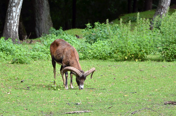 feeding moufflon female on the grass photography
