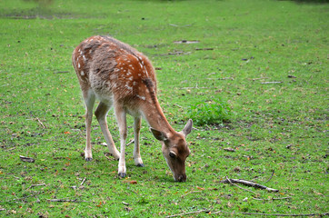 feeding fallow deer female on the grass photography
