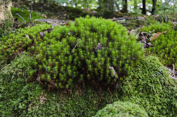 Detail shot of moss in a forest