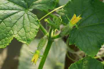 Yellow female flower of cucumber